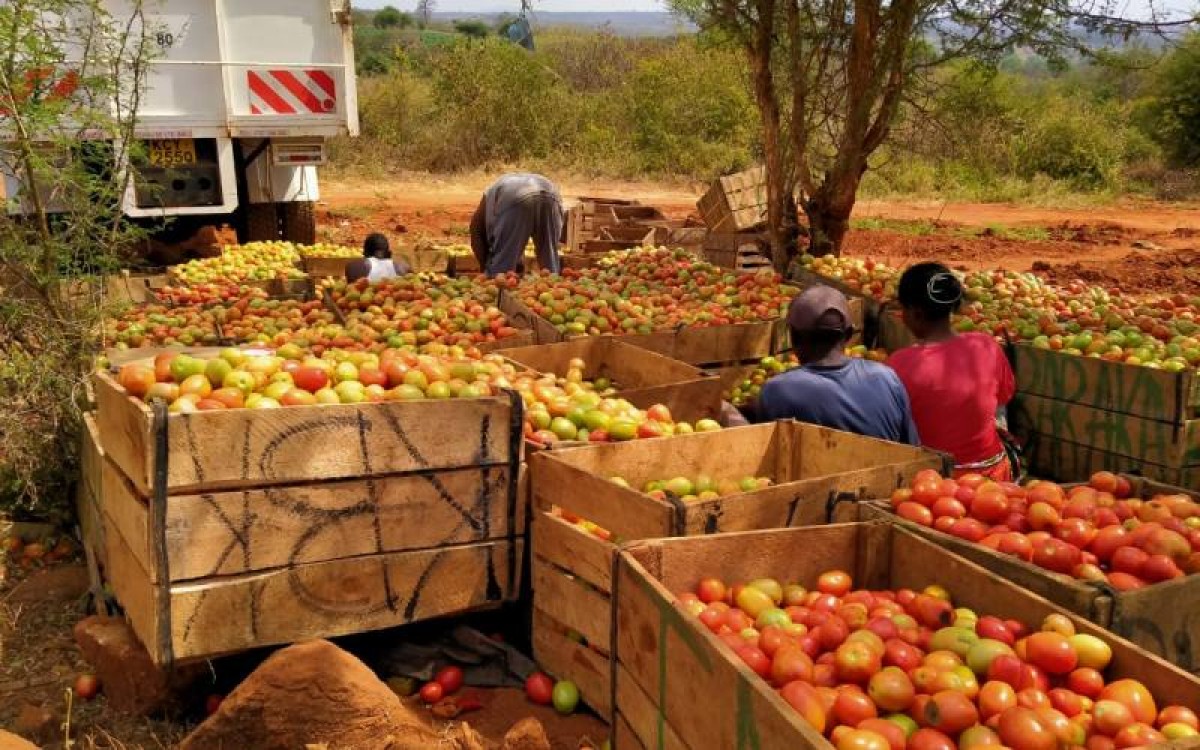 Fresh Tomatoes from Kenya